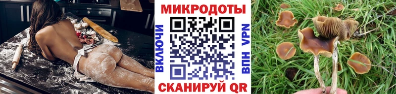 blacksprut зеркало  Валдай  Галлюциногенные грибы Psilocybine cubensis 